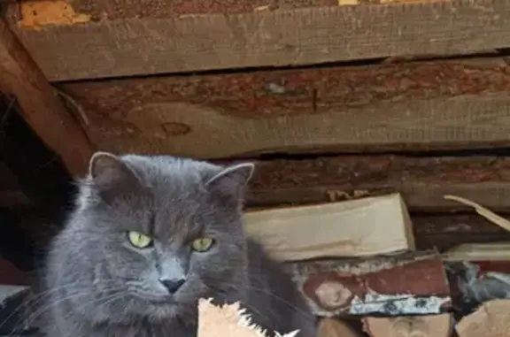 Пропала кошка Кай на Пионерской улице, Балашиха
