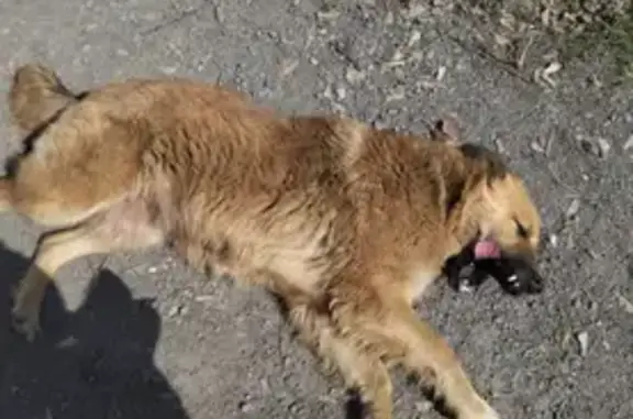 Пропала беременная рыжая собака в Беслане