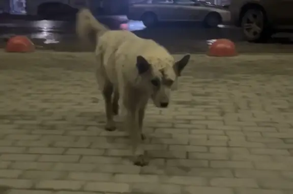 Найдена белая собака возле ТРК 