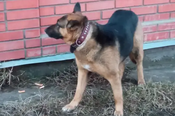 Найдена собака на Садовой, Узловая, Тульская область