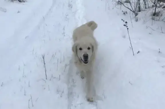 Пропала собака Блюз в лесу между маршрутом 25а и хутором Ильины