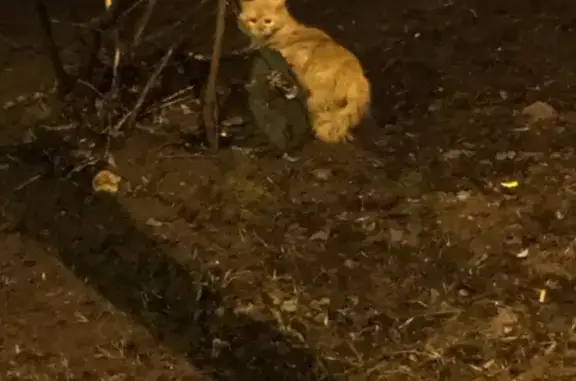 Кошка найдена на Борисовском проезде, Москва