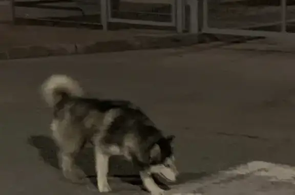 Собака без ошейника в Деревне Универсиады, Казань