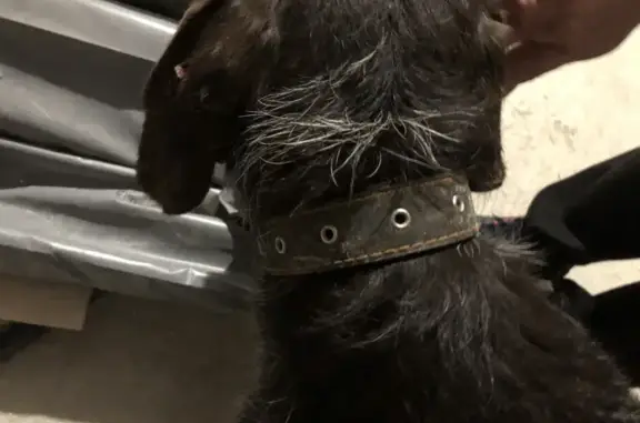 Собака найдена в Раменском районе