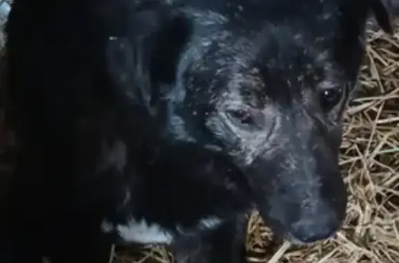 Пропала собака Цыган в Ледно, требуется помощь 🆘