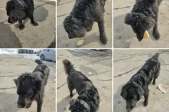 Пропала собака Лабрадор на Петергофской улице, Уфа