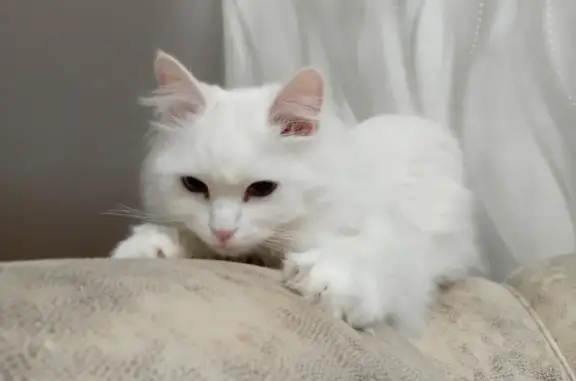 Пропала кошка Джекси-Сима на Коммунистической, 33