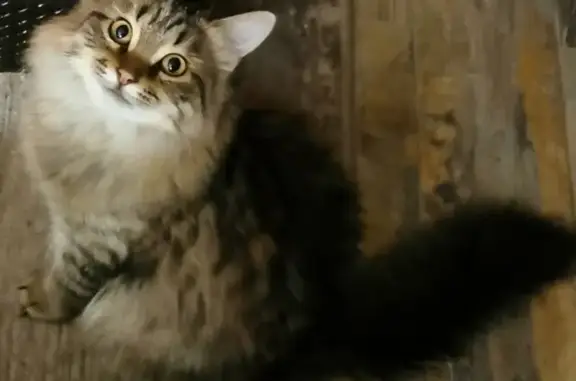 Пропал кот Чуи в Краснослободске, вознаграждение гарантировано!