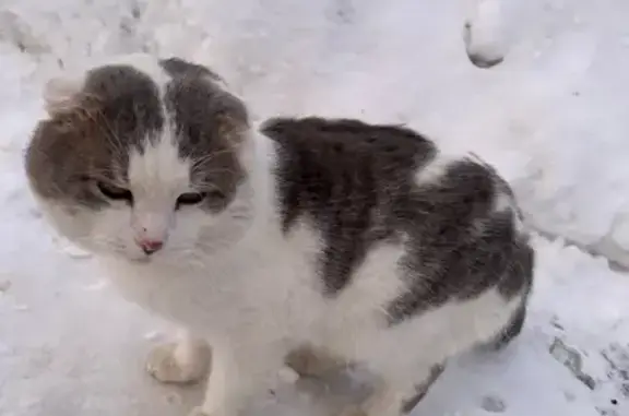 Пропала кошка Мурзик на Октябрьской, 50.