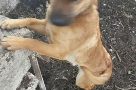Пропала собака в Образцово, Орловская область
