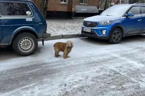 Собака найдена на Заневском проспекте 26 к1, СПб