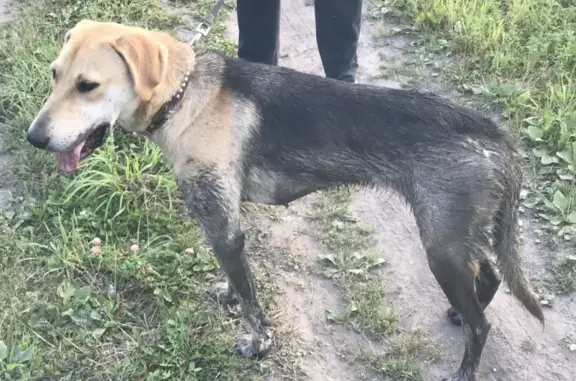 Пропала собака в Репьёвском сельсовете, Новосибирская область