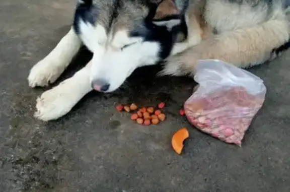 Собака Хаски найдена в депо на Приупской, Тула