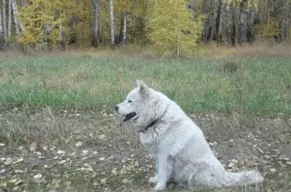 Пропала собака в Копейске: ищем Альбу!