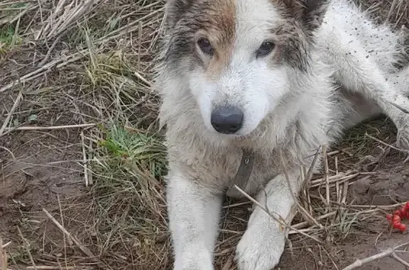 Собака с поврежденной лапкой найдена на улице Мира, Остёрское сельское поселение.
