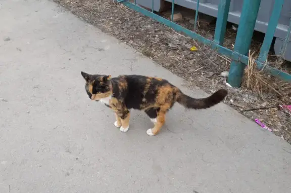 Найдена кошка на ул. Петра Сухова, 62 в Барнауле