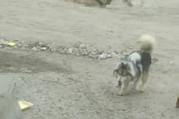 Собака с ошейником на улице Джамбула Джабаева, Волгоград