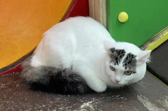Кошка найдена на Новочерёмушкинской, 57 к2