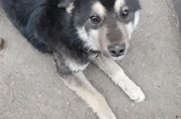 Найдена собака возле магазина Бегемот