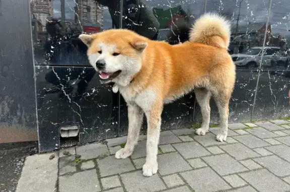 Собака Акита-ину найдена на ул. Калинина, 229/1, Краснодар.
