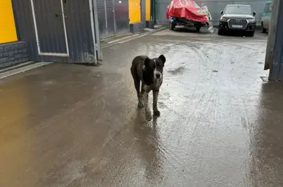 Найден крупный пес на Нагорной улице