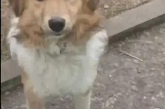 Пропала собака Луна на Дорожной, Краснодар