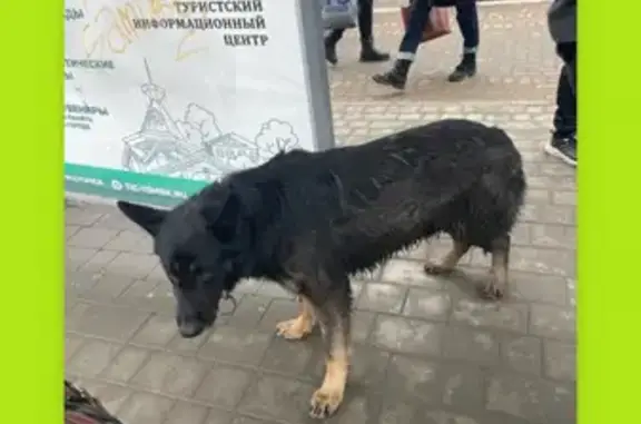 Найдена собака на проспекте Фрунзе, Томск