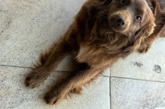 Собака найдена в Астрахани