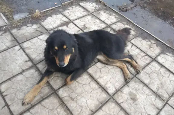 Найдена чёрненькая собака Дворняжка в Новосибирской области