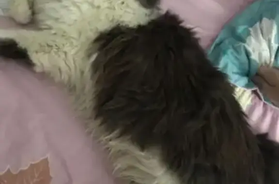 Пропала пушистая кошка в Карманово, Татарстане
