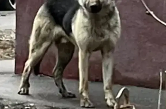 Собака потерялась: Керамический проезд, Москва.