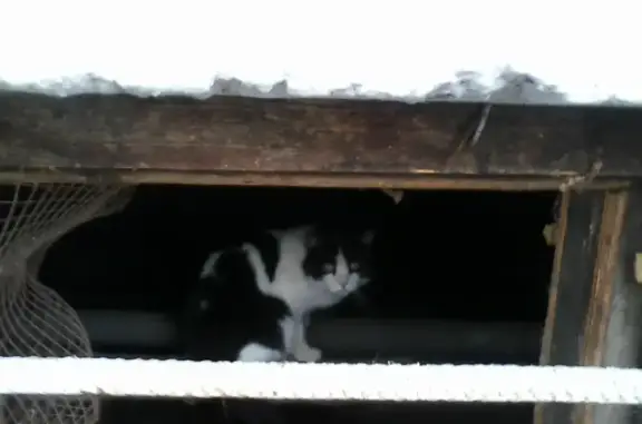 Найдена кошка на ул. Добровольцев, 44