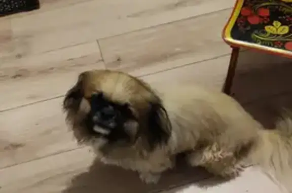 Собака Пикинес найдена в Краснодарском крае