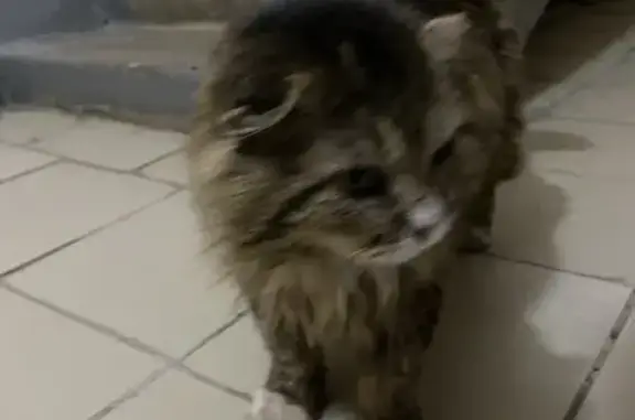 Найден болеющий кот на ул. Рабочей, 9 в Щербинке