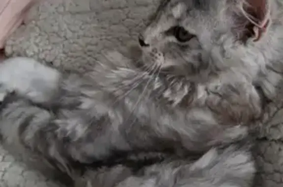 Пропала кошка на ул. Максимова, 25, Кольчугино