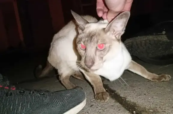 Пропала кошка в Набережных Челнах
