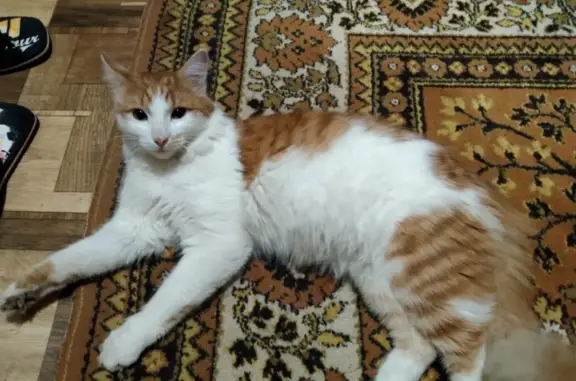 Кошка найдена на ул. Батурина, 37, Владимир