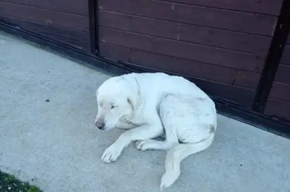 Собака на Владимировской: белый лабрадор.