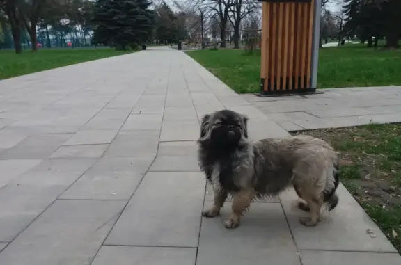 Найдена домашняя собака на ул. Киримова, 140, Нальчик