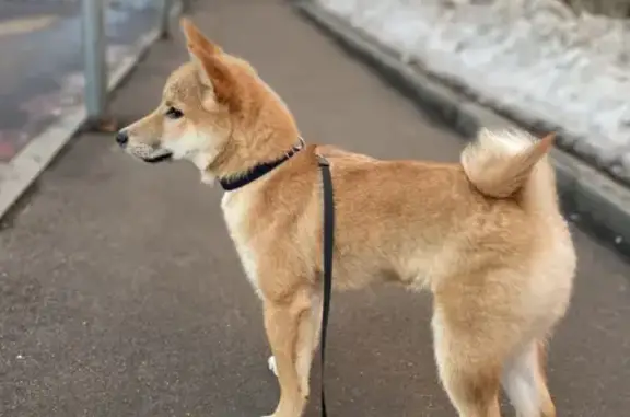 Собаки потеряшки, Москва, фото: Потеряшка собака на Днепропетровской, Москва