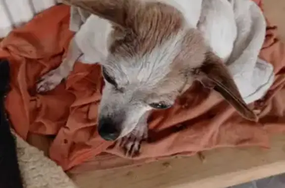 Найдена собака в Полчаниновке, Саратовская область