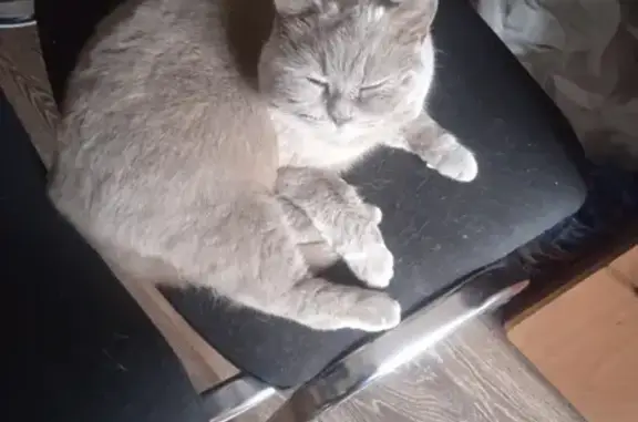 Найдена кошка Британка на Тамбовской, 11 в Воронеже