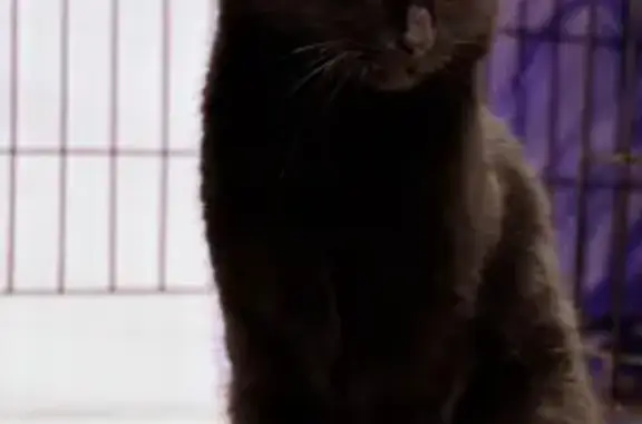 Кошки потеряшки, Тольятти, фото: Потеряшка кошка на ул. Фрунзе, 35, Тольятти.