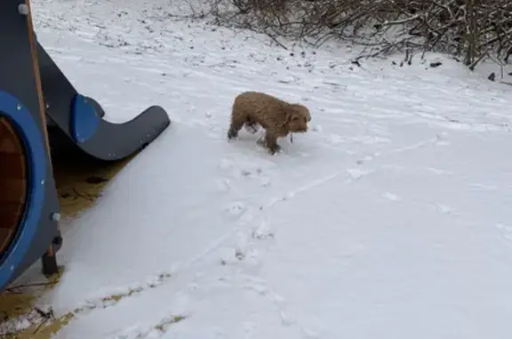 Найдена собака, Санкт-Петербург, фото: Собака найдена на улице Олеко Дундича, 35 к1