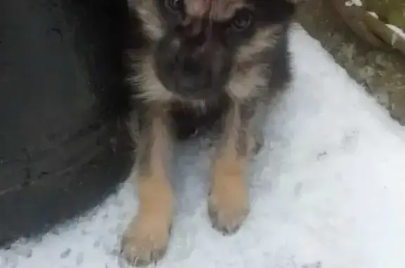 Найден щенок с ошейником на ул. Воровского
