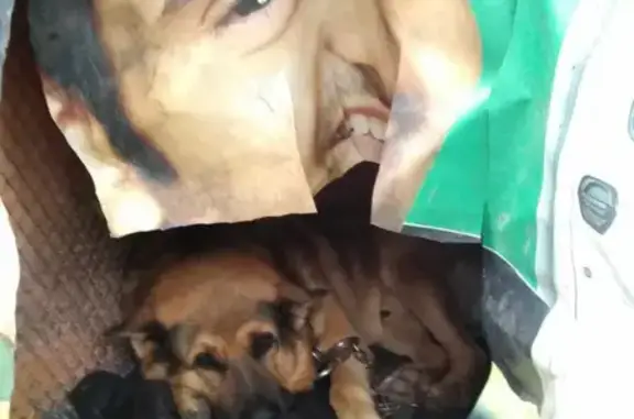 Пропала собака Боря на Вознесенском шоссе