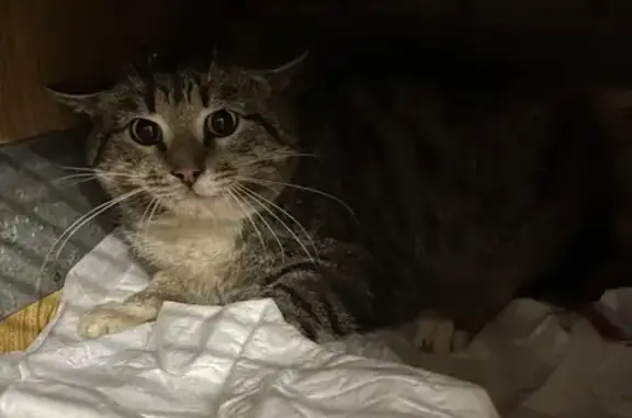 Котик найден с ранами на Пошехонском шоссе 9