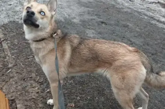 Найдена собака в лесопарке, адрес: Большая Серпуховская улица, Подольск.