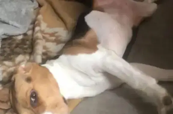 Собаки потеряшки, Санкт-Петербург, фото: Потеряшка собака Боня на Долгоозёрной улице