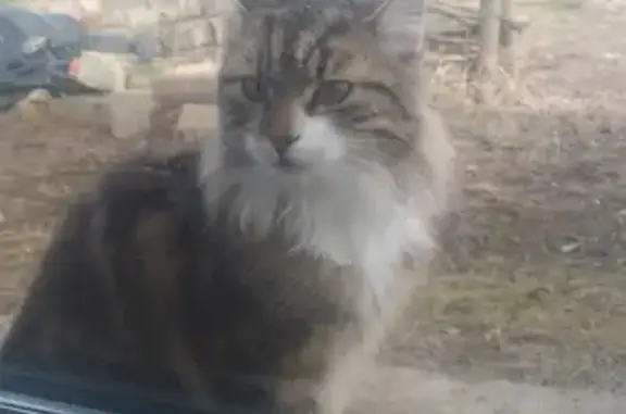 Найдена кошка в Хопилово, Тульская область